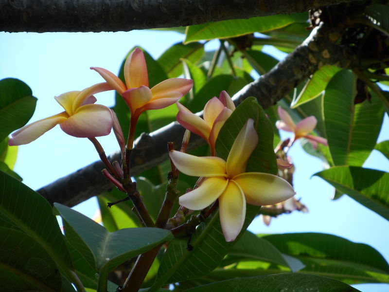 Zapachy Madery: frangipani
